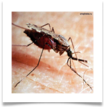 Anopheles - Малярийный комар