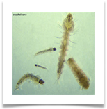 Личинки комара рода Anopheles, различных возрастов