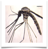 Anopheles - Малярийный комар