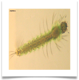 Личинка комара рода Anopheles Личинка комара рода Anopheles