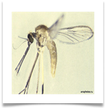 Anopheles - Малярийный комар Anopheles - Малярийный комар