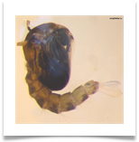 Куколка комара рода Anopheles Куколка комара рода Anopheles