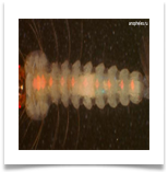 Личинка комара рода Anopheles Личинка комара рода Anopheles