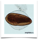 Яйцо комаров рода Anopheles, по бокам видны поплавки Яйцо комаров рода Anopheles, по бокам видны поплавки