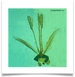 Голова Anopheles под микроскопом Голова Anopheles под микроскопом