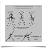 Основные формы кровососущих комаров Основные формы кровососущих комаров