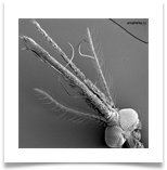 Голова Anopheles увеличенная Голова Anopheles увеличенная