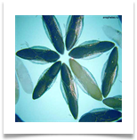 Яйца комаров рода Anopheles Яйца комаров рода Anopheles