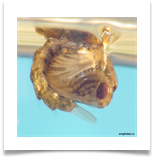 Куколка комара рода Anopheles Куколка комара рода Anopheles