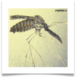 Anopheles - Малярийный комар Anopheles - Малярийный комар